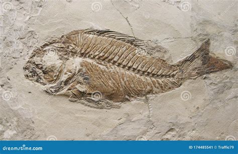 Fossil Print of Prehistoric Fish in Paleontologic Museum Editorial ...