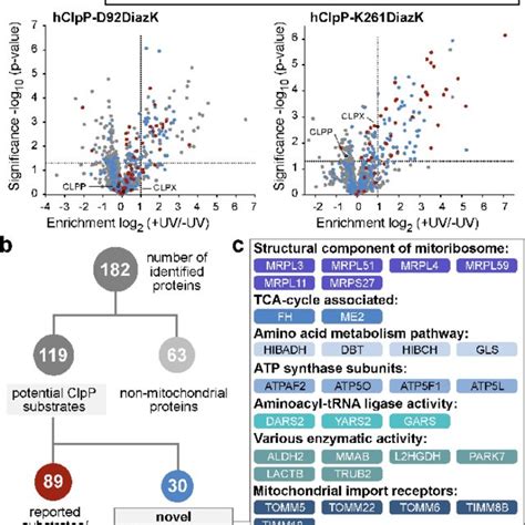 Proteomic analysis of photocrosslinking experiments. a) Graphical... | Download Scientific Diagram