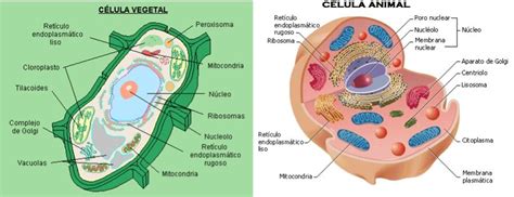 Celula Animal y Vegetal Definición, partes, imagenes