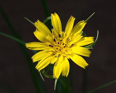 Goats Beard flower Photograph by Paul Gulliver - Fine Art America