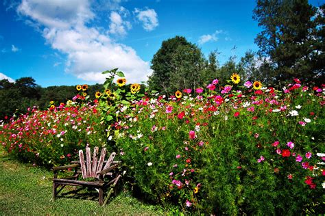 Spring Blooms in an English Garden - 4K Ultra HD Wallpaper