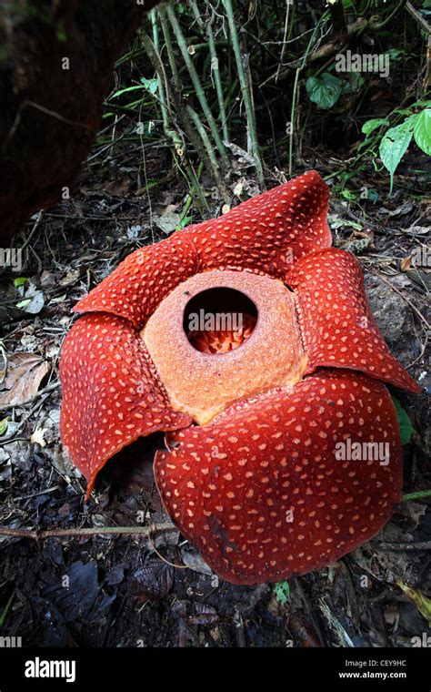 Raflesia hi-res stock photography and images - Alamy