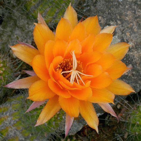 Echinopsis huascha #2 | Best viewed @ large size Cactaceae -… | Flickr