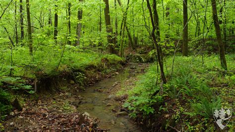 Duke Forest Zoom Backgrounds – Duke Forest