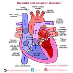 Resultado de imagen para los circuitos del corazon | Ciclo cardíaco ...