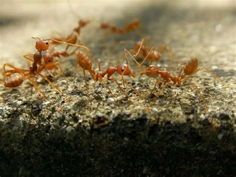 How To Keep Fire Ants Away? Effective Prevention Strategies – pestinformer.com