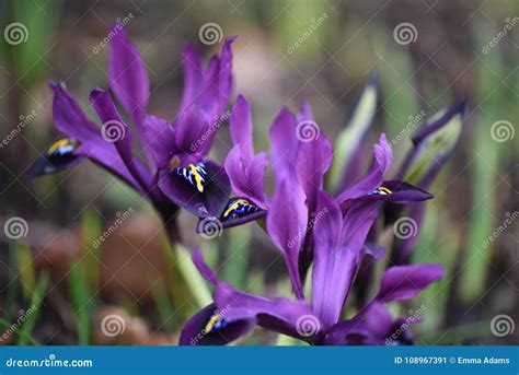 Stunning Dwarf Iris Flower in Bright Purple and Taken Outside Stock ...