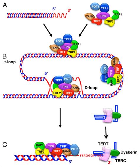 Schematic representation of the telomeric structure in mammalian cells.... | Download Scientific ...