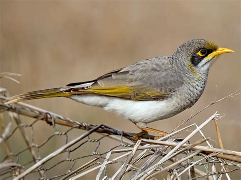 Yellow-throated Miner - eBird Australia | Yellow eyes, Bird species, Yellow