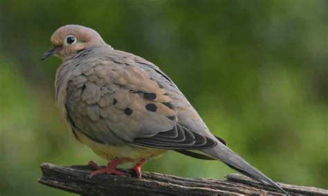 What The Mourning Dove Symbolizes: Spiritual Meaning, In Dreams & More ...