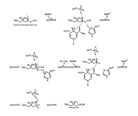 HMG CoA Reductase - Integrated MCAT Course