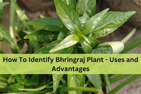 How To Identify Bhringraj Plant - Uses and Advantages