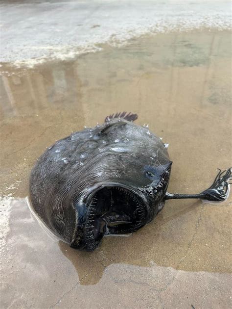 Pacific football fish found on Newport Beach years after last sighting