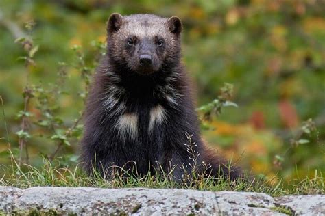 Beaver Predators: What Eats Beavers? (10 Natural Enemies)