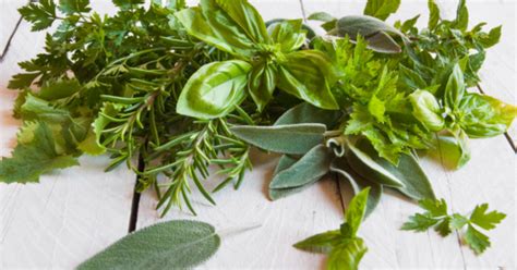 Best Herbs to Grow for Cooking - Elevate Your Culinary Game