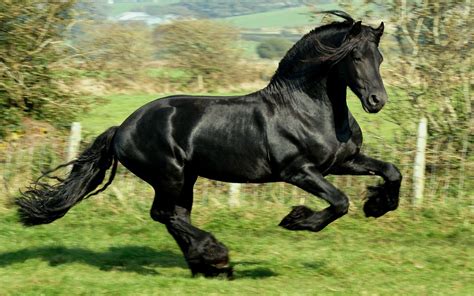 Black Mustang Horse