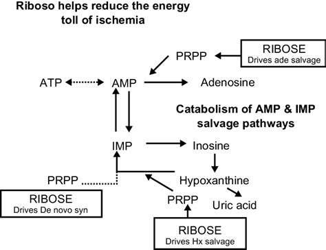 Ribose regulates activity of de novo and salvage pathways of nucleotide ...