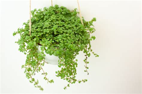 9 Tiny Plants for Cute Indoor Gardens