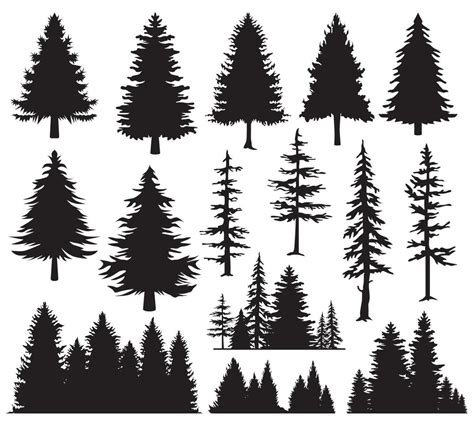 Set of fir trees. Silhouette forest view. Pine trees isolated on white ...