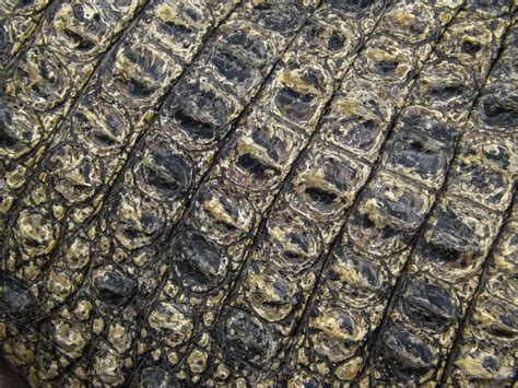 Alligator Skin Texture | High-Quality Animal Stock Photos ~ Creative Market