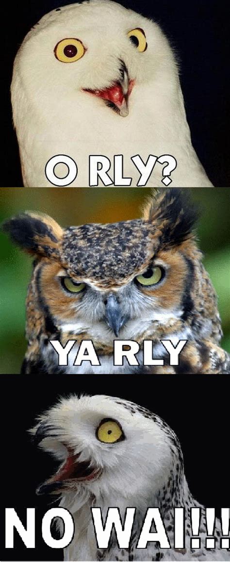 O rly? Ya rly No wai!!! | Memes, Funny memes, Funny