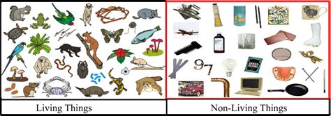 Natural Science for 5 and 6. : 6º. Unit 4.LIVING THINGS