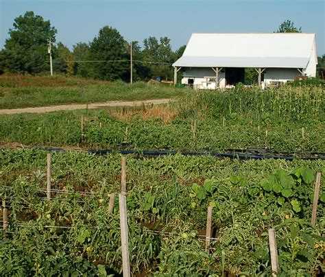 Farm Garden | Vegetables grown in a farm market. | Steve Blake | Flickr