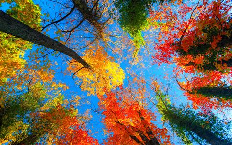 autumn, Fall, Season, Nature, Landscape, Leaf, Leaves, Color, Seasons, Tree, Forest Wallpapers ...