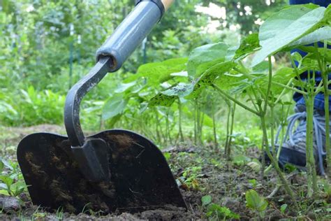 Garden Hoe Buying Guide | The Family Handyman