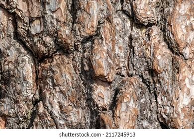 682 Pinus Rigida Images, Stock Photos & Vectors | Shutterstock