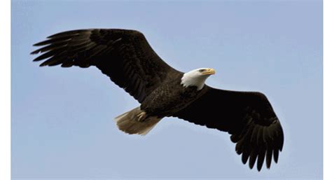 Birds Of Prey: Bald Eagle