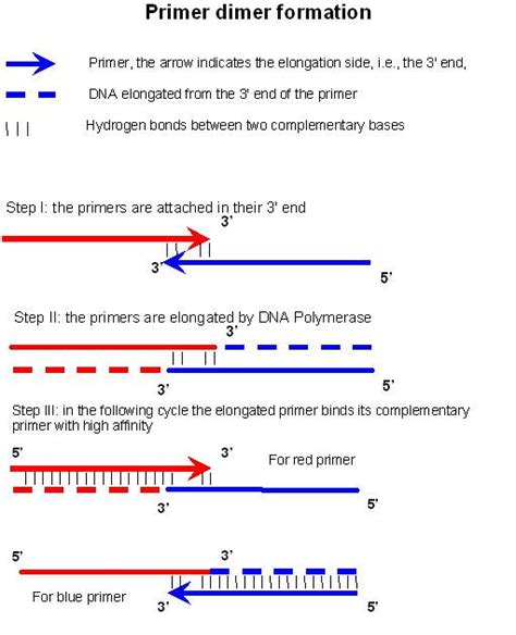 Primer dimer - Alchetron, The Free Social Encyclopedia