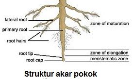 Anim Agro Technology: SISTEM AKAR TUMBUHAN