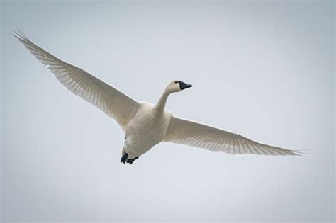 Free Photo | Beautiful white goose flying