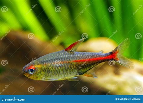 Tetra Fish Hyphessobrycon In A Aquarium Royalty-Free Stock Photo ...