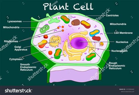 Description on Plant Centrioles: Structure & Function – Get Education