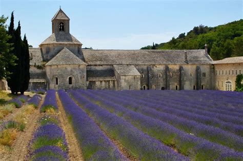 Lavender fields of Provence • Thrive and Wander