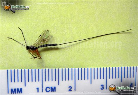 Giant Ichneumon Wasp