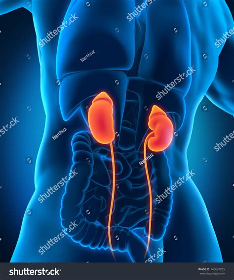 Woman Where Are The Kidneys Located