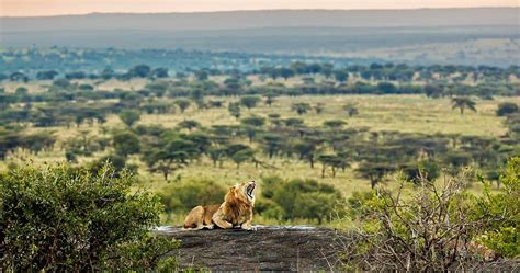 Wildlife in Serengeti National Park - Tanzania