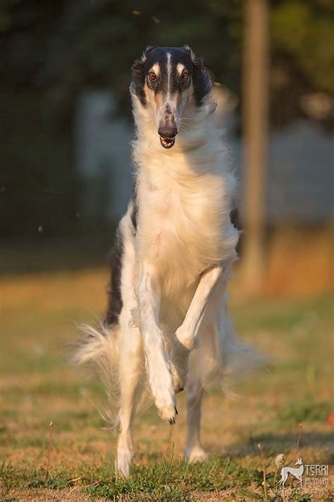 17 Best images about Borzoi Borzoi Borzoi & GazeHounds on Pinterest | Pharaoh hound, Daily photo ...