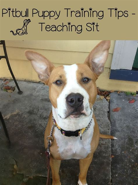 Follow these Pitbull puppy training tips to quickly and easily teach your pit to sit. Teaching ...