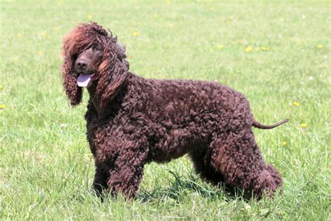 Irish Water Spaniel - Breed Information With Photos