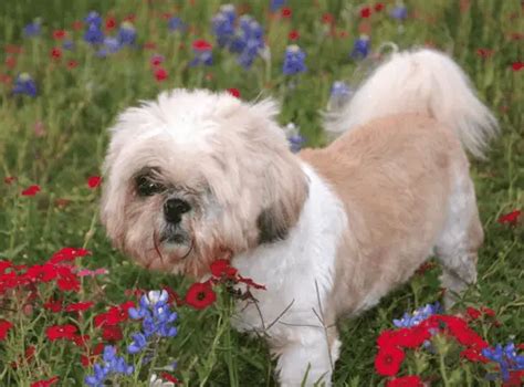 More About the Shih Tzu Lhasa Apso Mix aka the Shih Apso - Dogable