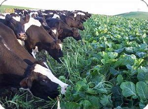 Advantages and disadvantages of Mixed farming in Kenya - Oxfarm