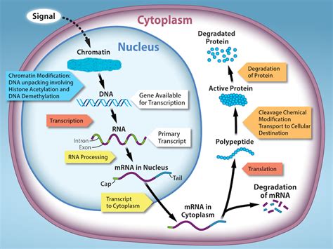 Regulation of Gene Expression Study Guide - Inspirit