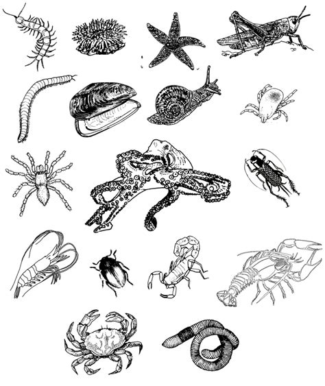 Invertebrates Coloring Pages at GetColorings.com | Free printable ...