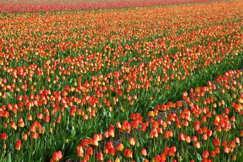 Tulip field background Free stock photos in JPEG (.jpg) 5616x3744 ...