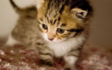 Cute baby kittens wallpapers