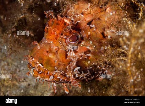 Scorpionfish, Scorpaenidae are a family of mostly marine fish that includes many of the world's ...